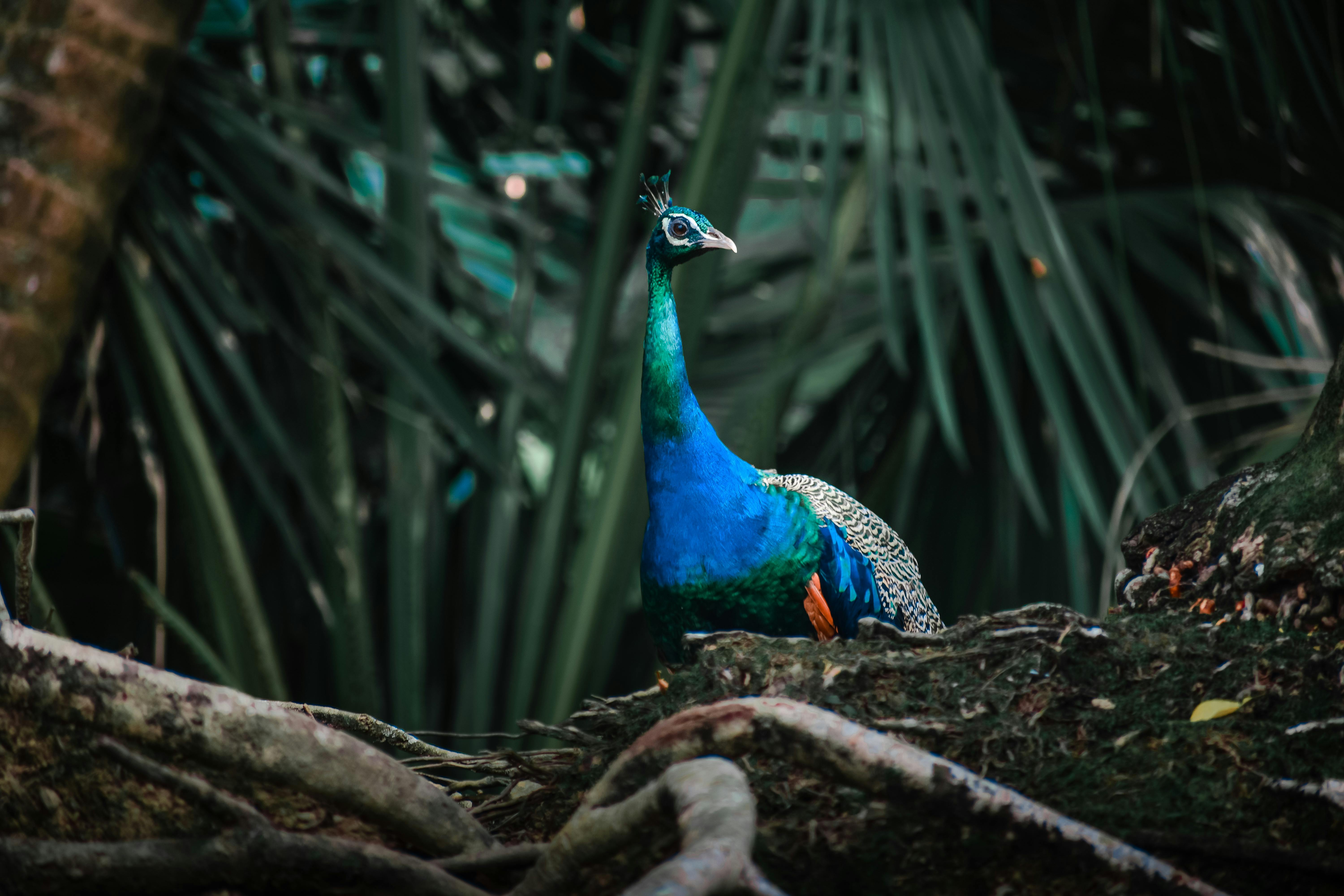 Birdwatching