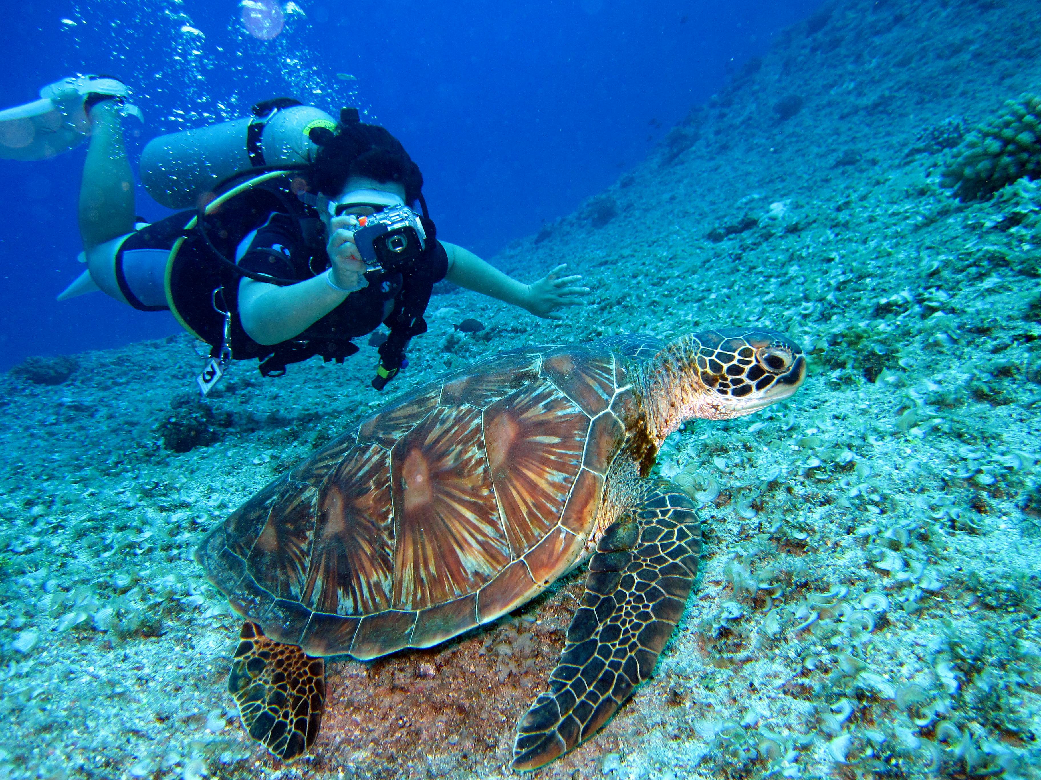 Snorkeling & Diving
